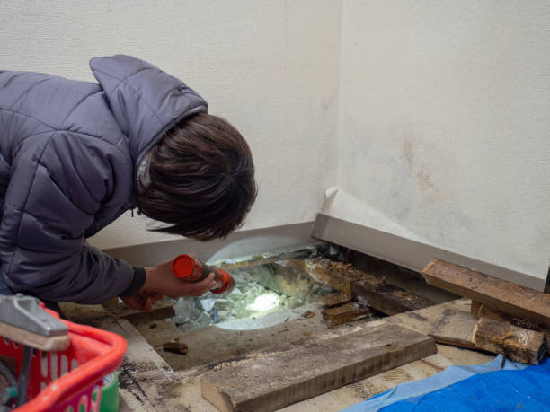 Best Crawl Space Mold Remediation  in Momence, IL