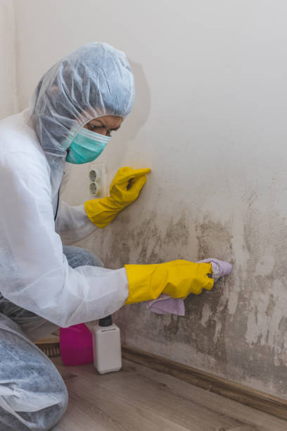 Best Mold Documentation for Insurance Claims  in Momence, IL