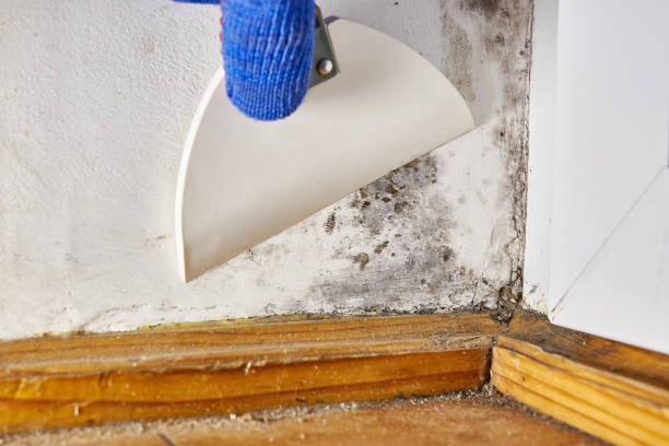 Best Mold Odor Removal Services  in Momence, IL