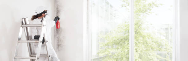 Best Real Estate Mold Inspection  in Momence, IL